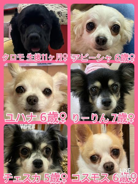 🐾今日の里親様募集中ワンコ🐶メンバーです🐾2022,6,4【保護犬カフェ天神橋店】